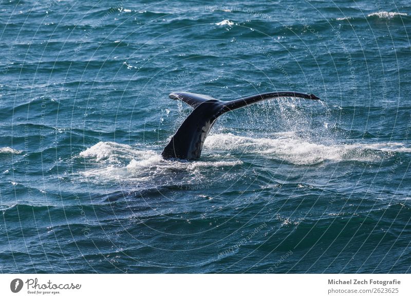 Großer Buckelwal taucht und zeigt seinen Schwanz in der Nähe von Husavik. schön Leben Meer Mutter Erwachsene Tier Nebel atmen beobachten füttern blau
