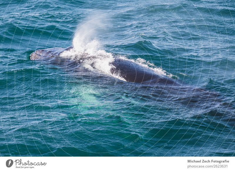 Großer Buckelwal macht sich bereit, in der Nähe von Husavik auf Island zu tauchen. schön Leben Meer Mutter Erwachsene Tier Nebel atmen beobachten füttern blau