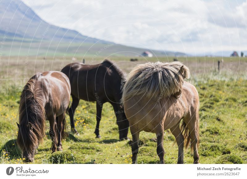 Islandpferde auf der grünen Wiese im Sommer Island schön Berge u. Gebirge Menschengruppe Natur Landschaft Tier Gras Hügel Gletscher Pferd Herde natürlich braun