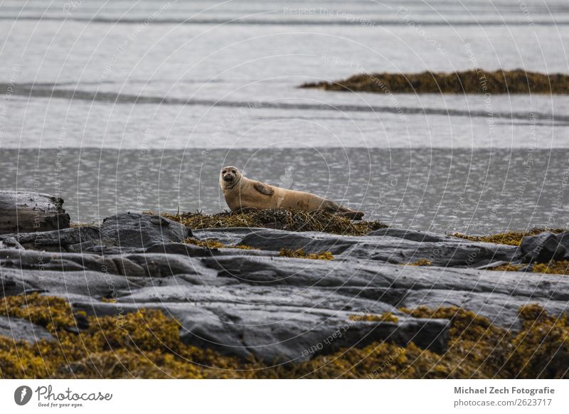 Seelöwe oder Seehund an der Küste Islands Gesicht Sonne Sonnenbad Strand Meer Natur Tier Felsen Pelzmantel Hund genießen sitzen natürlich wild grau rot Siegel