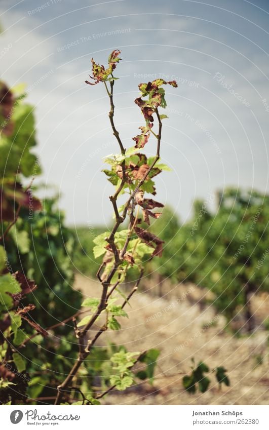 Der Weinberg IV Sommer Umwelt Natur Pflanze Sträucher Blatt Nutzpflanze Wachstum Weinlese Weinbau Landwirtschaft Südfrankreich Kulturlandschaft vertikal