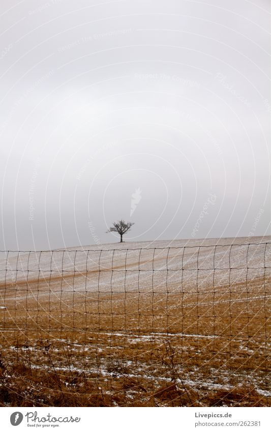 Krakow am See Umwelt Natur Landschaft Winter Wetter Schnee Pflanze Feld gelb grau Farbfoto Außenaufnahme Tag Zentralperspektive Baum Zaun 1 Textfreiraum oben