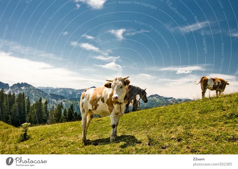 Was is´n? Berge u. Gebirge Umwelt Natur Landschaft Himmel Wolken Sommer Wiese Alpen Gipfel Kuh 3 Tier Blick stehen ästhetisch natürlich Bayern Farbfoto