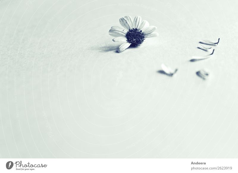 Margerite mit fünf abgezupften Blütenblättern mit Unschärfe in schwarz-weiß Pflanze Blume Blatt Zeichen wählen Blühend Kitsch natürlich grau Gefühle Stimmung
