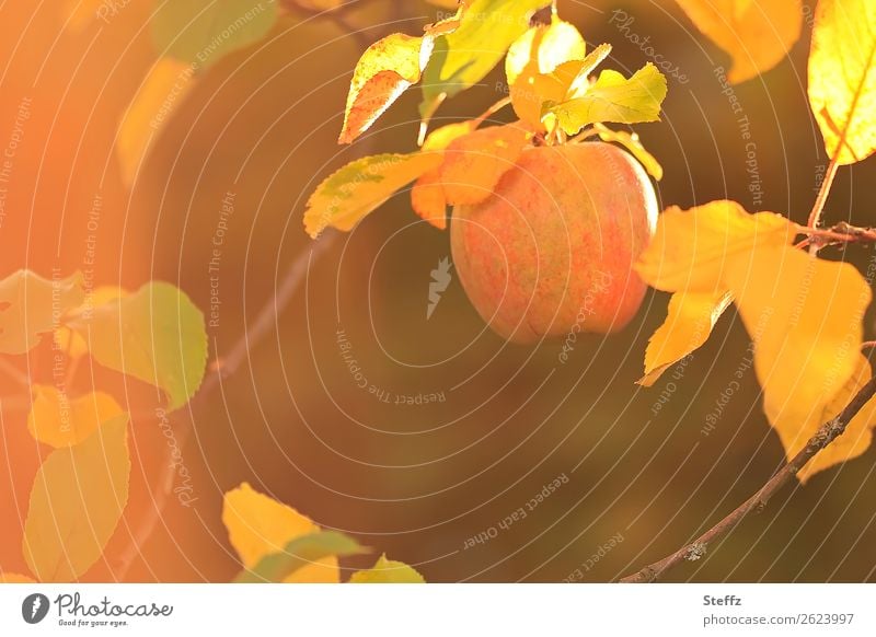 sonnengereift Apfel Äpfel Bio Warme Farbe Lichtstimmung Warmes Licht Apfelernte Herbststimmung Tageslicht Herbstlicht Gartenobst Gesunde Ernährung Natur