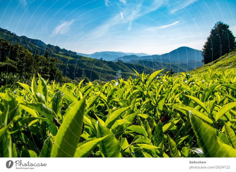 zum aufwärmen Ferien & Urlaub & Reisen Tourismus Ausflug Abenteuer Ferne Freiheit Natur Landschaft Himmel Pflanze Baum Blatt Nutzpflanze Teepflanze Teeplantage