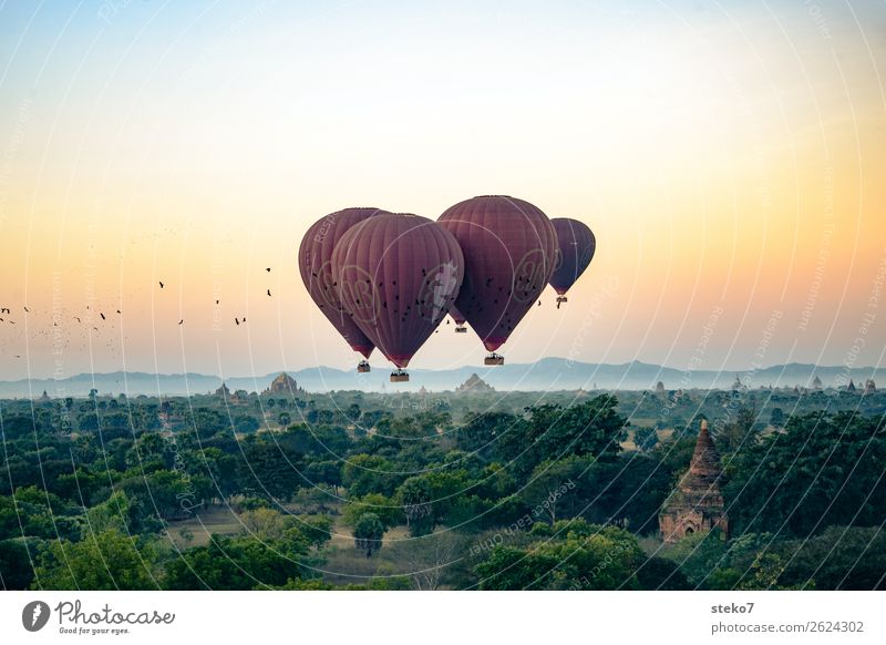 Birds versus Ballons over Bagan Tourismus Ausflug Abenteuer Freiheit Sightseeing Myanmar Bauwerk Sehenswürdigkeit Ballone fahren fliegen Horizont Schweben