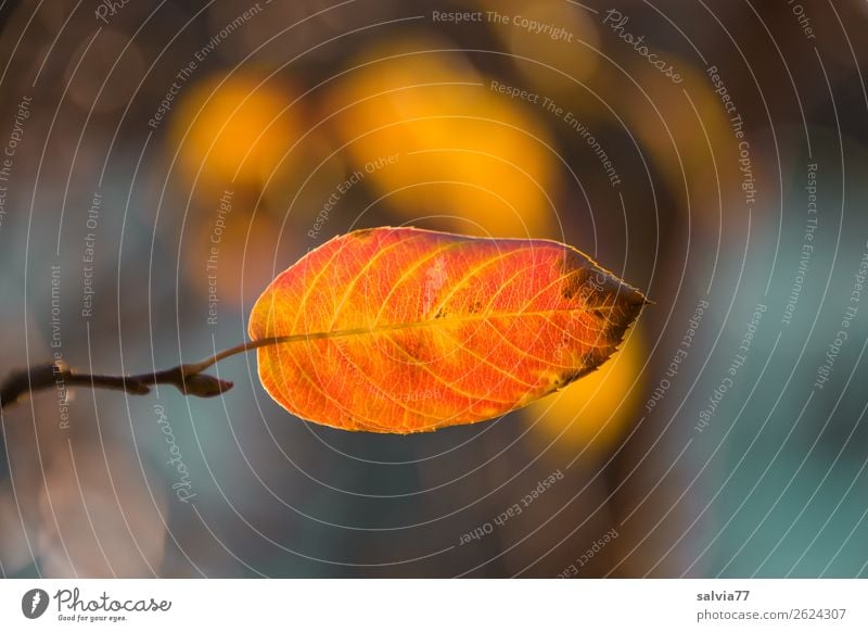 Herbstblatt Umwelt Natur Pflanze Blatt Herbstfärbung Blattadern Oktober Park Wald leuchten Wärme Wandel & Veränderung Jahreszeiten Orange Farbfoto Außenaufnahme