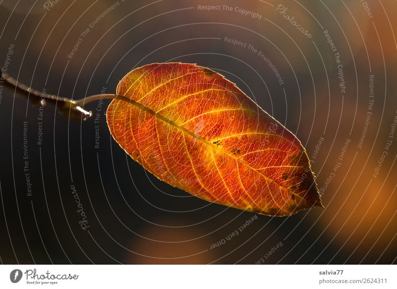 gefärbtes Blatt Natur Herbst Herbstfärbung herbstlich Pflanze Blattadern Makroaufnahme Schwache Tiefenschärfe Farbfoto Menschenleer leuchtende Farben
