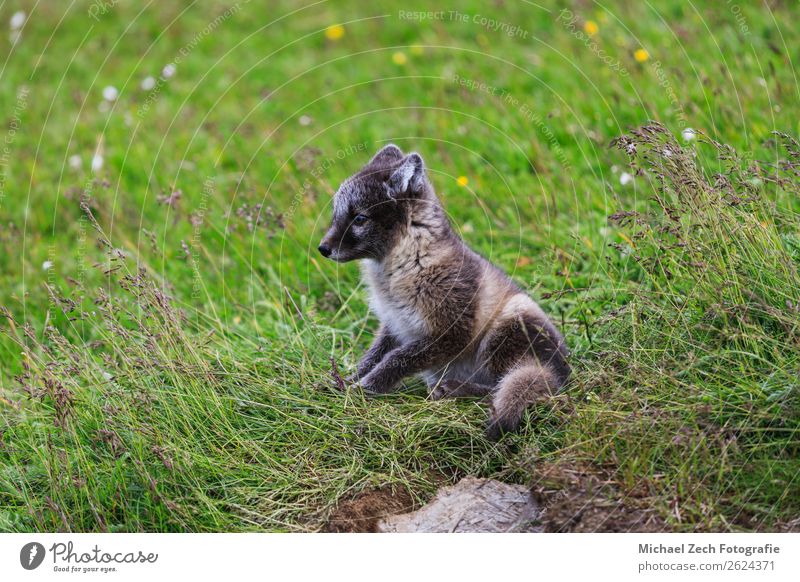 junges verspieltes arktisches Fuchswelpe in Island, Sommer Baby Natur Tier Gras Wiese Pelzmantel Tierjunges klein niedlich wild blau braun grün weiß Arktis