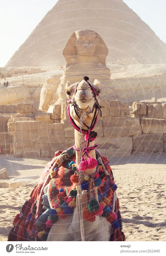 Verwandt? Vorbild? Möchtegern? Kunstwerk Skulptur Kultur Sand Sommer Wärme Dürre Wüste Nutztier 1 Tier außergewöhnlich Weltkulturerbe Sphinx Pyramide Gizeh
