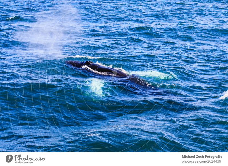 Buckelwal, der die Luft ausbläst und sich auf den Tauchgang vorbereitet. schön Leben Meer Mutter Erwachsene Tier Nebel Wasserfahrzeug atmen beobachten füttern