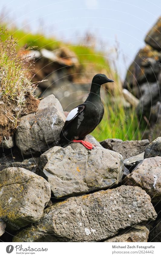Porträt einer Gryllteiste auf Felsen in Island im Sommer Meer Fuß Natur Tier Küste Hafen Vogel natürlich wild blau rot schwarz weiß Tierwelt Wildnis Schnabel