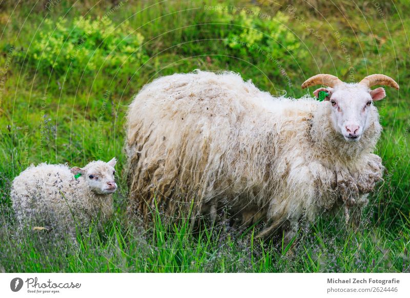 Isländische Schafe und Lämmer, die im Sommer auf einem Feld grasen. Fleisch Berge u. Gebirge Baby Mutter Erwachsene Familie & Verwandtschaft Jugendliche