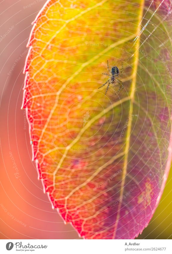 Spinne im Netz Natur Pflanze Sonnenlicht Blatt Garten 1 Tier schön mehrfarbig gelb grün violett rosa rot Botanik Spinnennetz Farbverlauf Farbenspiel Farbenwelt