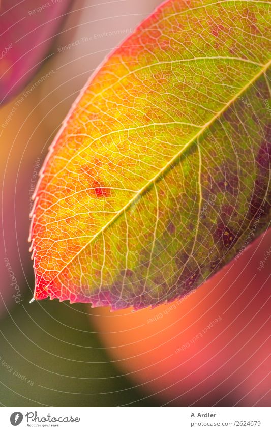 buntes Herbstblatt Garten Natur Pflanze Sonnenlicht Blatt schön mehrfarbig gelb grün violett orange rosa rot Blattunterseite welk Farbfoto Außenaufnahme