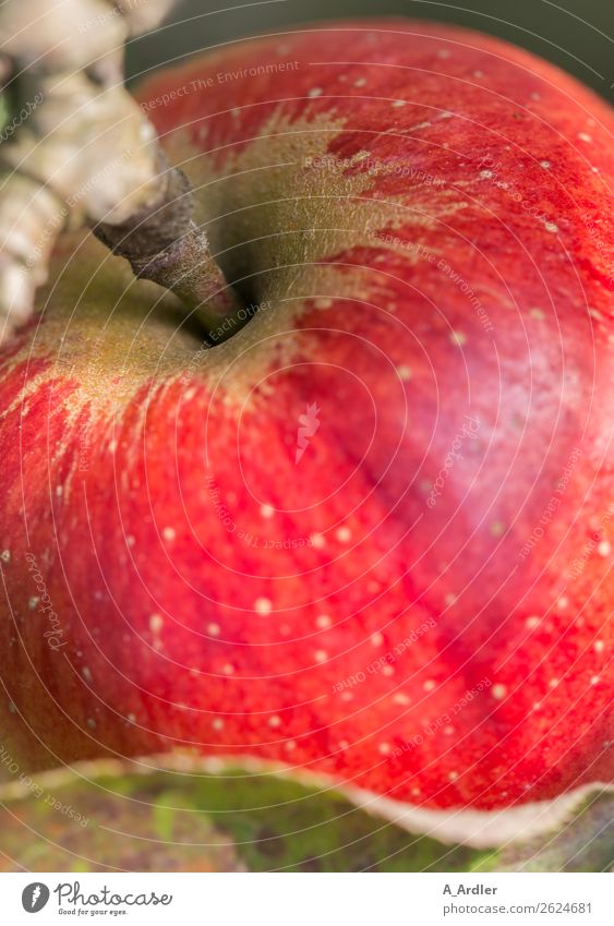 Apfel am Zweig Frucht Ernährung Essen Bioprodukte Vegetarische Ernährung Pflanze Garten genießen hängen frisch Gesundheit braun grün rot Apfelstiel Apfelbaum