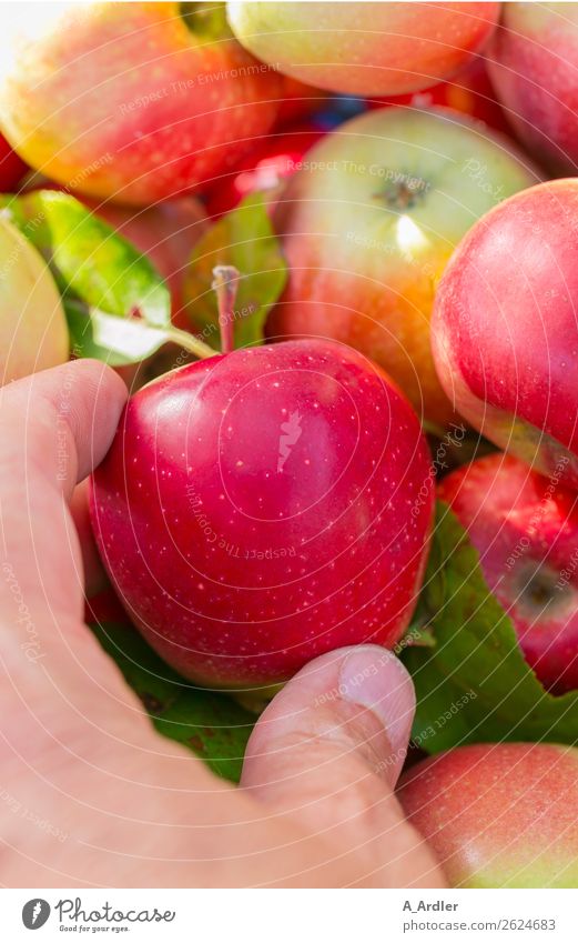 Apfelernte Frucht Gesundheit Mensch Hand Finger Pflanze Herbst Apfelbaum Garten wählen berühren verkaufen Duft frisch lecker saftig gelb grün rot genießen