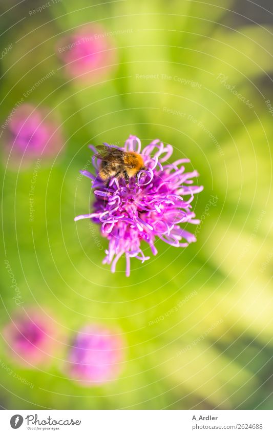 Blüte mit Honigbiene Pflanze Blume Garten Tier Biene 1 schön braun mehrfarbig gelb grün rosa bestäuben Pollen Unschärfe Farbfoto Außenaufnahme Detailaufnahme