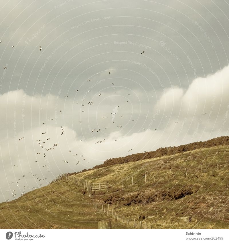 Möwenrudel Umwelt Natur Landschaft Urelemente Erde Himmel Wolken Gras Sträucher Aberdeen Schottland Vogel Möwenvögel Schwarm fliegen gelb grün Zaun Zaunpfahl
