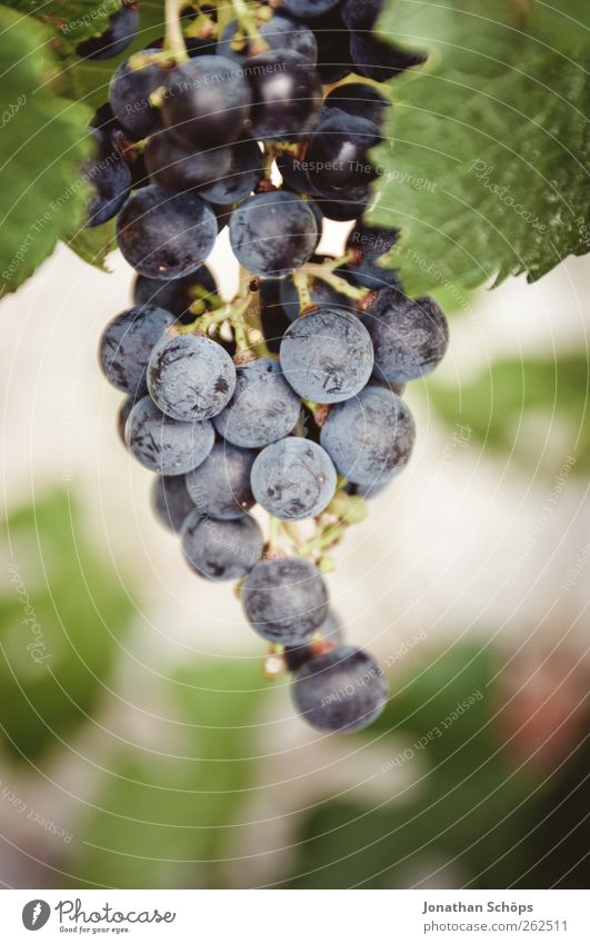Weintraube Nahaufnahme Sommer Sonne Umwelt Natur Pflanze Schönes Wetter grün violett Weintrauben Weinberg Frucht Weinlese Weinbau Beeren Fruchtstand genießen