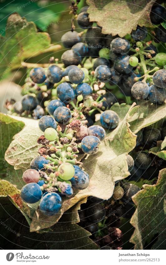 Der Weinberg XI Sommer Sonne Umwelt Natur Pflanze Schönes Wetter blau grün Weintrauben Wachstum gedeihen Landwirtschaft anbauen Wärme Süden Weinlese Produktion