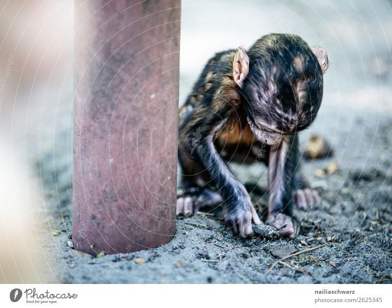 Äffchen beim Spielen Außenaufnahme Farbfoto Umweltschutz Idylle friedlich Tierliebe Wildtier Affen Berberaffen beobachten Tierjunges 1 Erholung entdecken