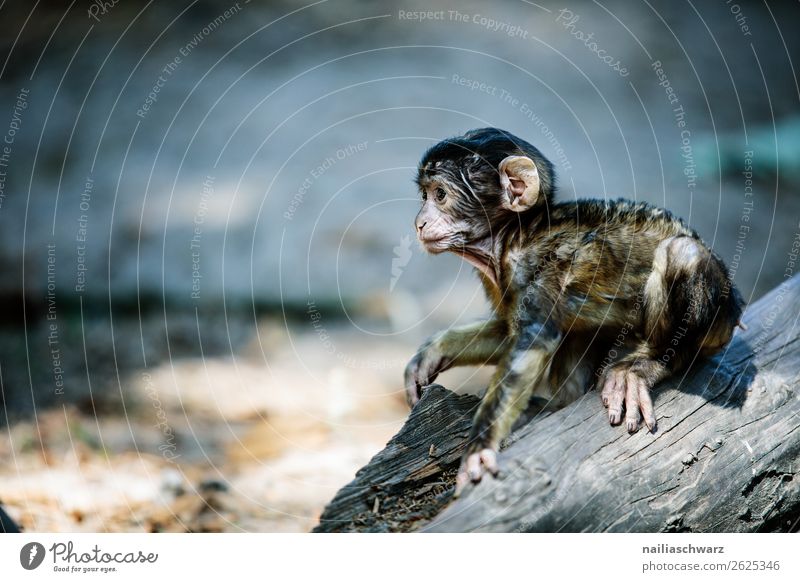 Berberaffe Umwelt Natur Tier Wildtier Berberaffen Affen Magot Macaca sylvanus beobachten entdecken hocken warten frech Freundlichkeit Fröhlichkeit natürlich