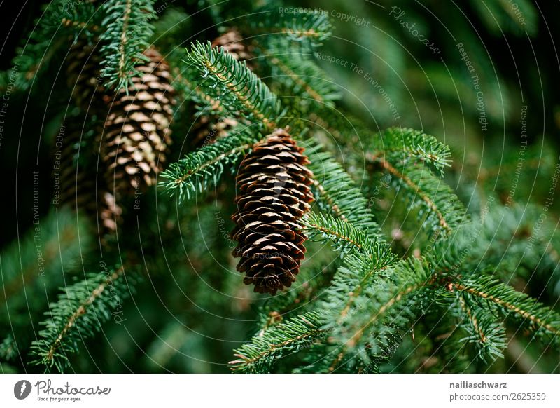 Tannenzapfen Weihnachten & Advent Umwelt Natur Pflanze Baum Grünpflanze Nadelbaum Zapfen Garten Park Wald Duft Wachstum natürlich braun grün friedlich Farbe