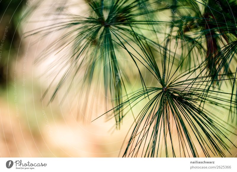 Kiefernnadeln in Sommer Baum Pflanze Nadelbaum nadelholz Natur Außenaufnahme grün Umwelt Wald Tag Menschenleer Farbfoto Zweig Unschärfe natürlich Ast