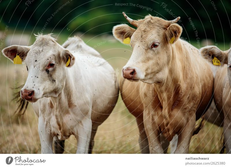 Kühe Weide Ferien & Urlaub & Reisen Sommerurlaub Landwirtschaft Forstwirtschaft Gras Wiese Feld Tier Nutztier Kuh 2 Tiergruppe Herde beobachten entdecken