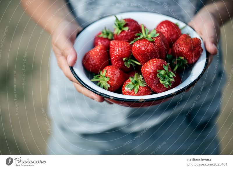 Sommer Lebensmittel Frucht Erdbeeren Ernährung Bioprodukte Vegetarische Ernährung Geschirr Schalen & Schüsseln Freude Gesundheit Ferien & Urlaub & Reisen