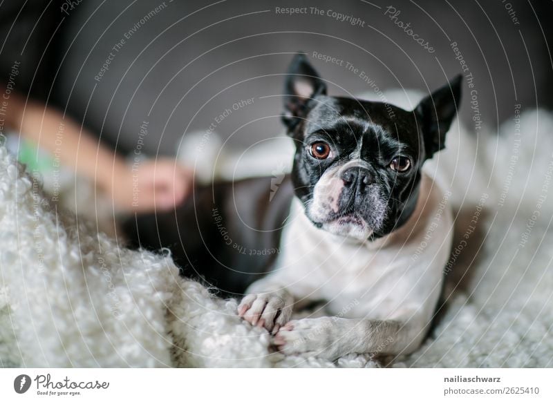Boston Terrier Lifestyle elegant Stil schön Tier Hund boston terrier französische Bulldogge Decke beobachten Erholung liegen Blick schlafen lustig natürlich
