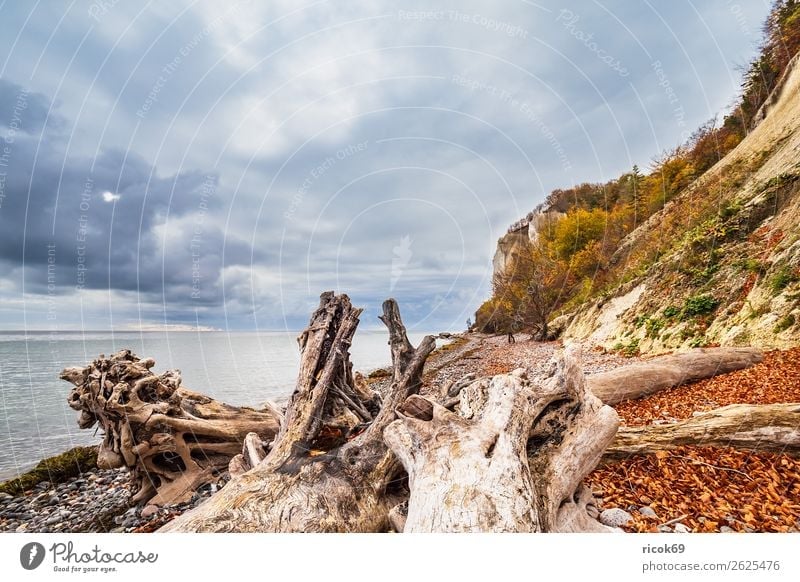 Ostseeküste auf der Insel Moen in Dänemark Erholung Ferien & Urlaub & Reisen Tourismus Strand Meer Natur Landschaft Wasser Wolken Herbst Baum Wald Felsen Küste