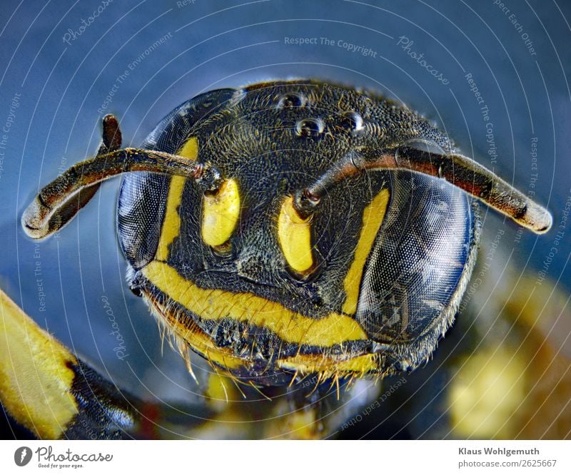 Nicht nur der Pfau hat 1000 Augen... Umwelt Natur Tier Sommer Herbst Wildtier Totes Tier Tiergesicht Wespen exotisch Glück blau gelb schwarz silber Fühler