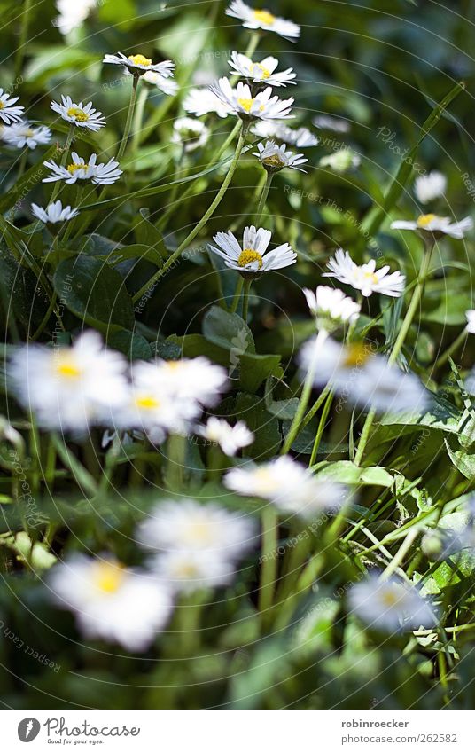 Gänseblümchen Umwelt Natur Tier Sonnenlicht Frühling Sommer Schönes Wetter Pflanze Blume Gras Blatt Grünpflanze Garten Heidelberg Deutschland Europa Stadt