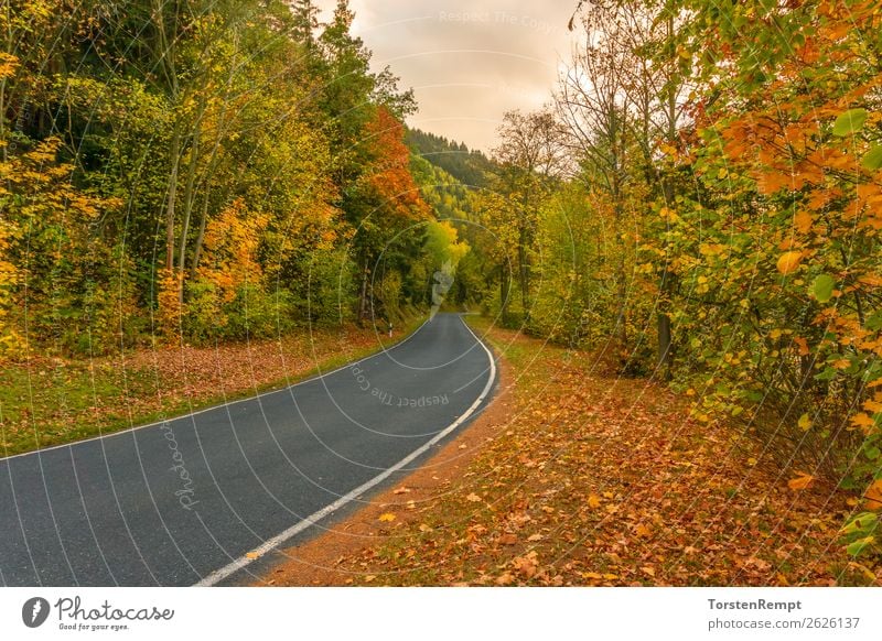 herbstliche Straße Umwelt Landschaft Herbst Baum Blatt Wald Verkehr Verkehrswege braun mehrfarbig gelb grün orange rot Thüringen Thüringer Wald Deutschland