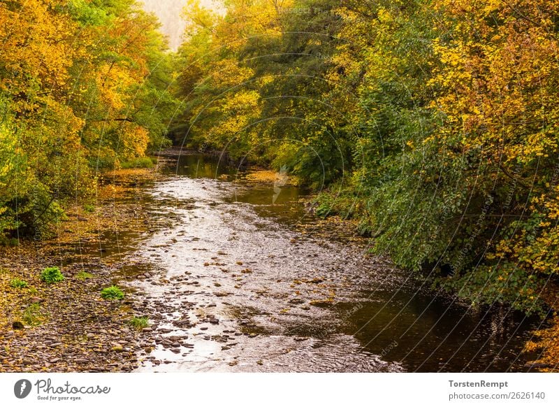 Am Fluss Natur Landschaft Pflanze Wasser Herbst Wald Wellen mehrfarbig gelb grün orange rot Bad Blankenburg Flusslandschaft Landkreis Saalfeld-Rudolstadt