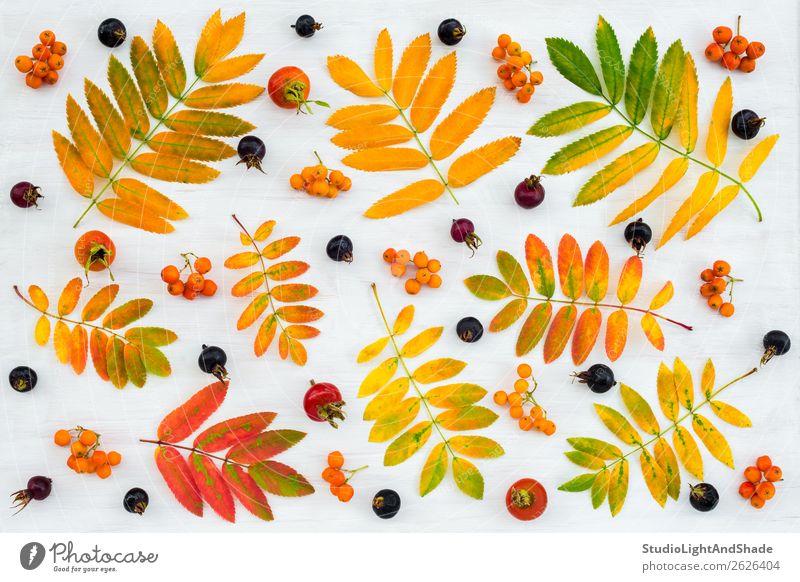 Bunte Herbstflachslage mit Blättern und Beeren Frucht Design schön Freizeit & Hobby Garten Gartenarbeit Landwirtschaft Forstwirtschaft Kunst Kunstwerk Natur