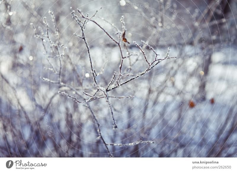 winter ade Natur Pflanze Winter Schönes Wetter Eis Frost Schnee Sträucher kalt weiß glänzend Zweig gefroren Unschärfe Farbfoto Außenaufnahme Nahaufnahme
