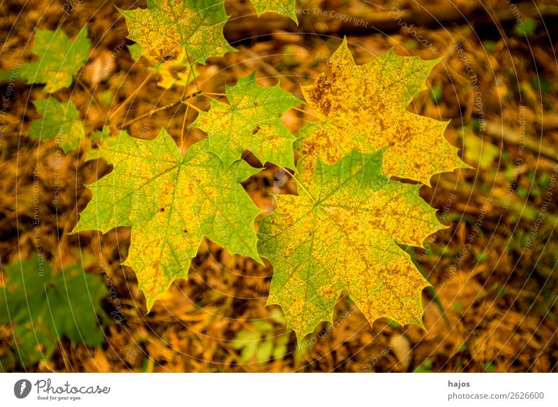 Ahornblatt in Herbstfarben Design Natur Baum weich braun mehrfarbig gelb bunt gefärbt herbstlich grün Jahreszeit Farbfoto Außenaufnahme