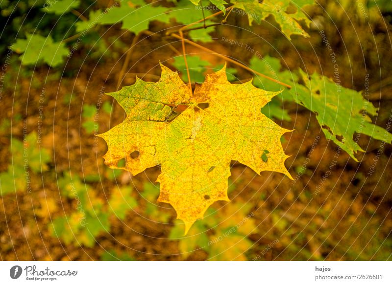 Ahornblatt in Herbstfarben Design Natur Baum weich gelb verfärbt herbstlich bunt Jahreszeit Farbfoto Außenaufnahme
