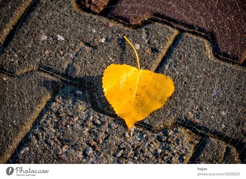 verfärbtes Lindenblatt auf einer Strasse Natur Pflanze Wetter Wärme gelb Hintergrundbild Blatt gefallen Herbst Jahreszeit leuchtend sonnig Pflastersteine