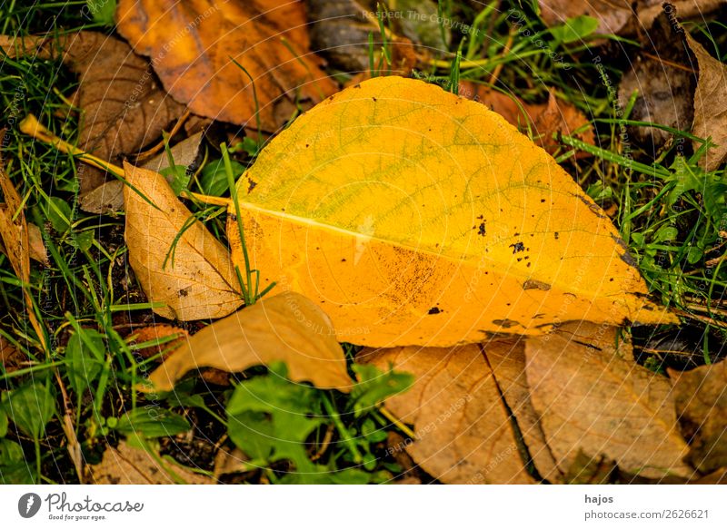 verfärbtes Lindenblatt Umwelt Natur Baum schön gelb Idylle Blatt herbstlich gefallen Herbst Jahreszeit Boden Herzlinde Farbfoto Außenaufnahme Menschenleer