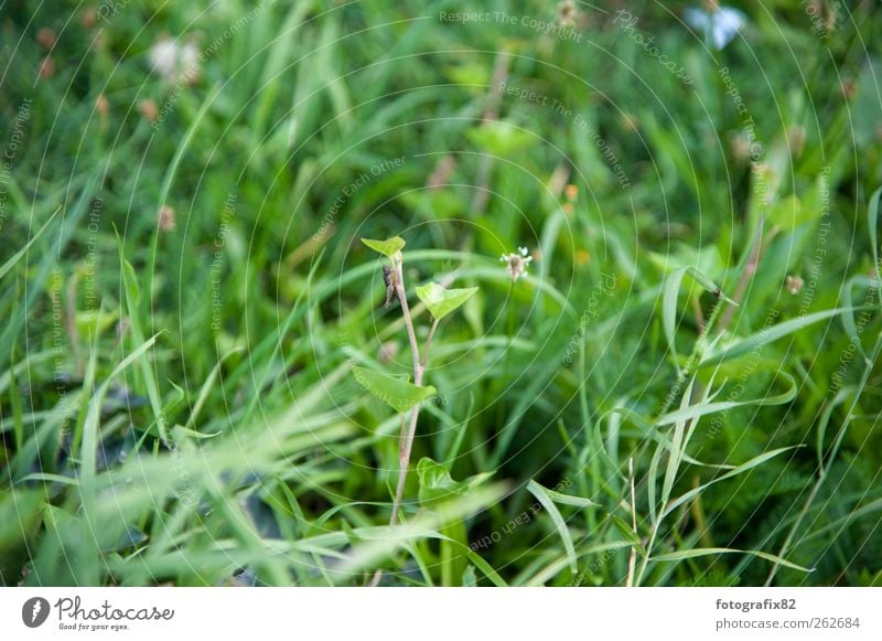 grasgrün Umwelt Natur Pflanze Tier Sommer Schönes Wetter Gras Sträucher Blatt Grünpflanze Garten Park Wiese Nutztier Käfer Bewegung fliegen Fressen Jagd