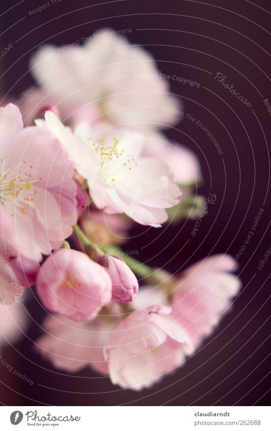 rosa Natur Pflanze Frühling Baum Blüte Zierkirsche Kirschblüten ästhetisch schön zart Staubfäden Blütenknospen Japan Blütenblatt Blume Farbfoto Nahaufnahme