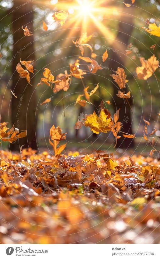 fallende trockene gelbe Ahornblätter in den Strahlen Sonne Garten Umwelt Natur Landschaft Pflanze Herbst Baum Blatt Grünpflanze Park Wald hell natürlich braun
