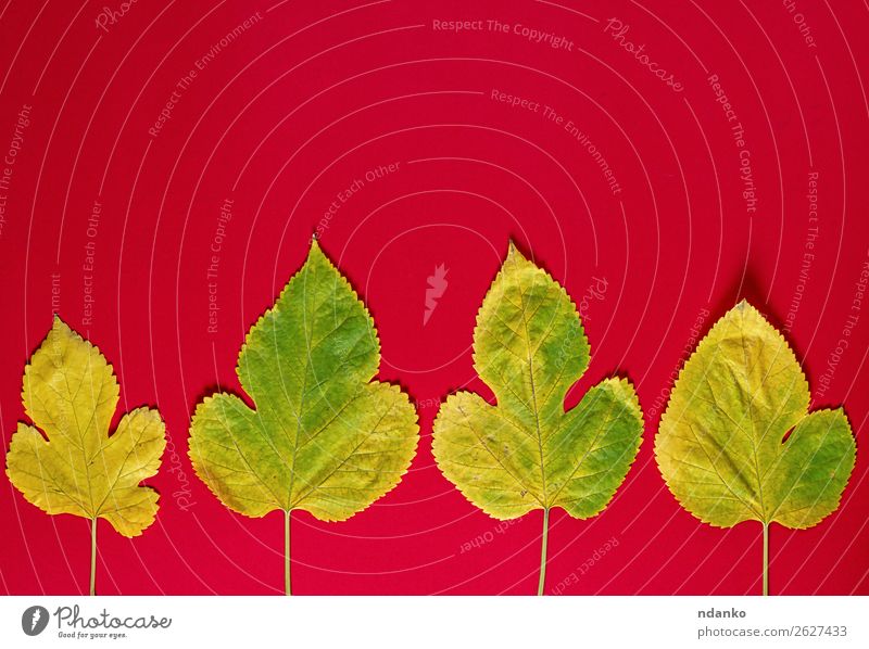 gelbe Maulbeerblätter auf rotem Hintergrund Garten Umwelt Pflanze Herbst Baum Blatt frisch hell klein natürlich Farbe Idee fallen Jahreszeiten Botanik geblümt