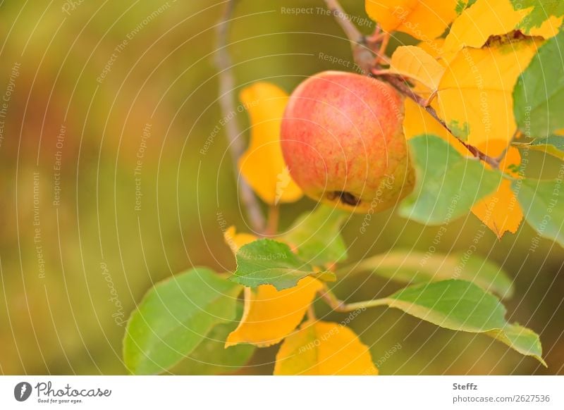 ein Apfel im Herbst reifer Apfel Gartenobst Frucht Obst Bio Apfelbaumblätter Apfelernte Apfelbaumzweig organisch vegan vegetarisch gesund Lebensmittel