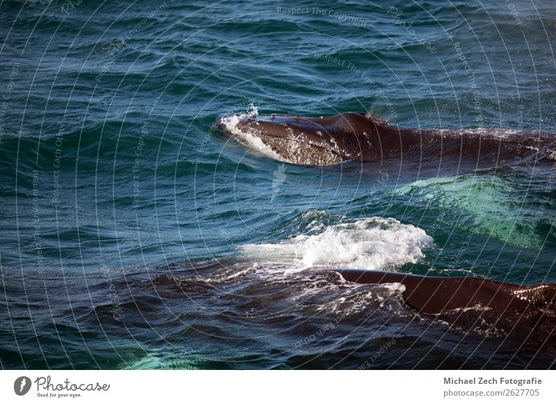 zwei Buckelwale in Island schön Freiheit Meer Paar Natur Tier Bewegung frei frisch groß natürlich wild blau aquatisch gefährdet Buckelige Säugetier marin Wal